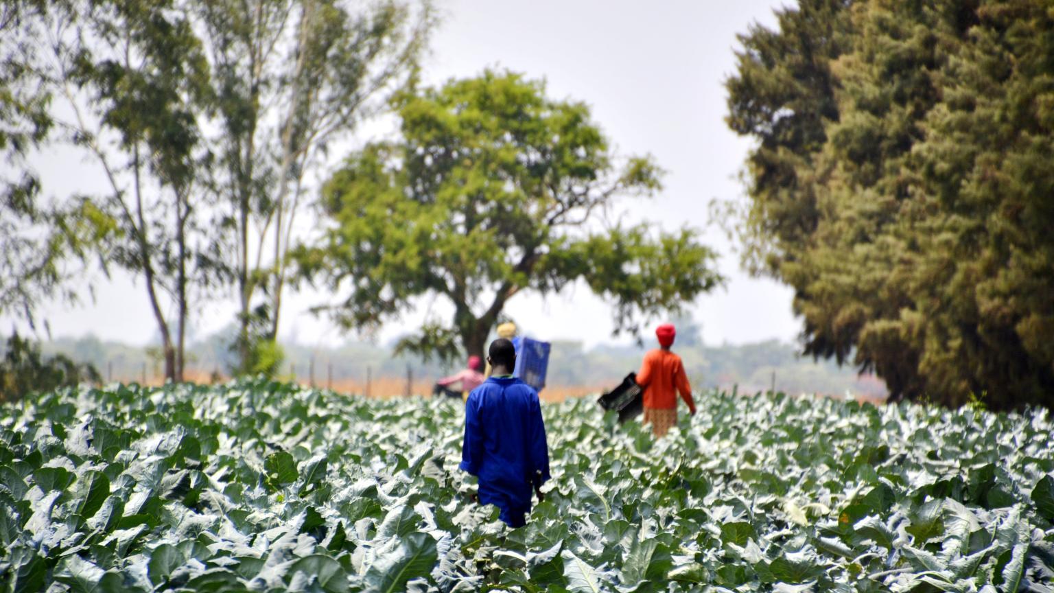 Arbetstagare på plantage i Zambia